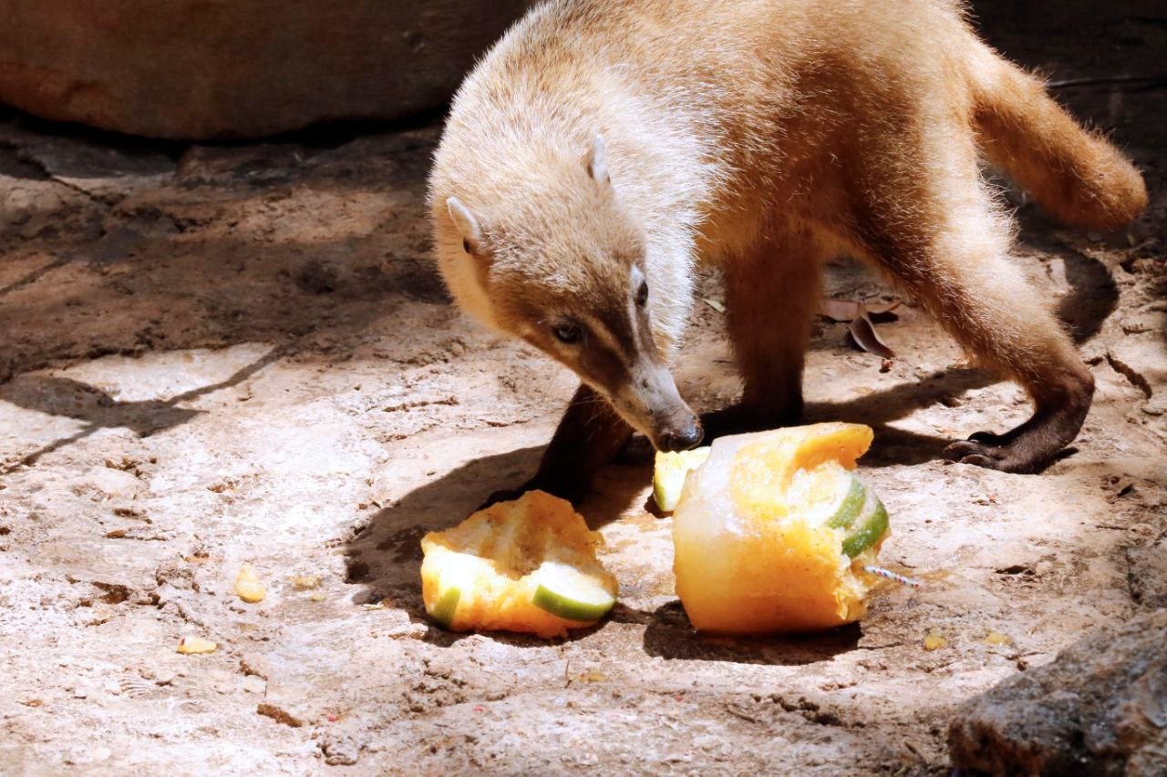 Renán Barrera promueve el cuidado y preservación de la fauna silvestre del Municipio