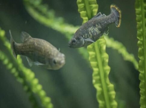 La primera noticia positiva de México que leí en 2022