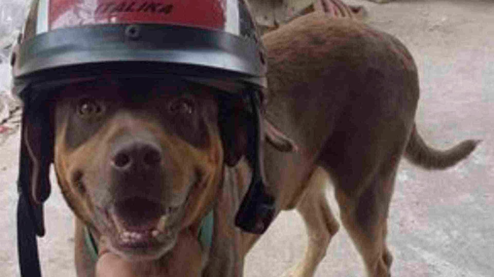 Fallece “Duke”, canino guardián y protector sagrado de Kukulcán