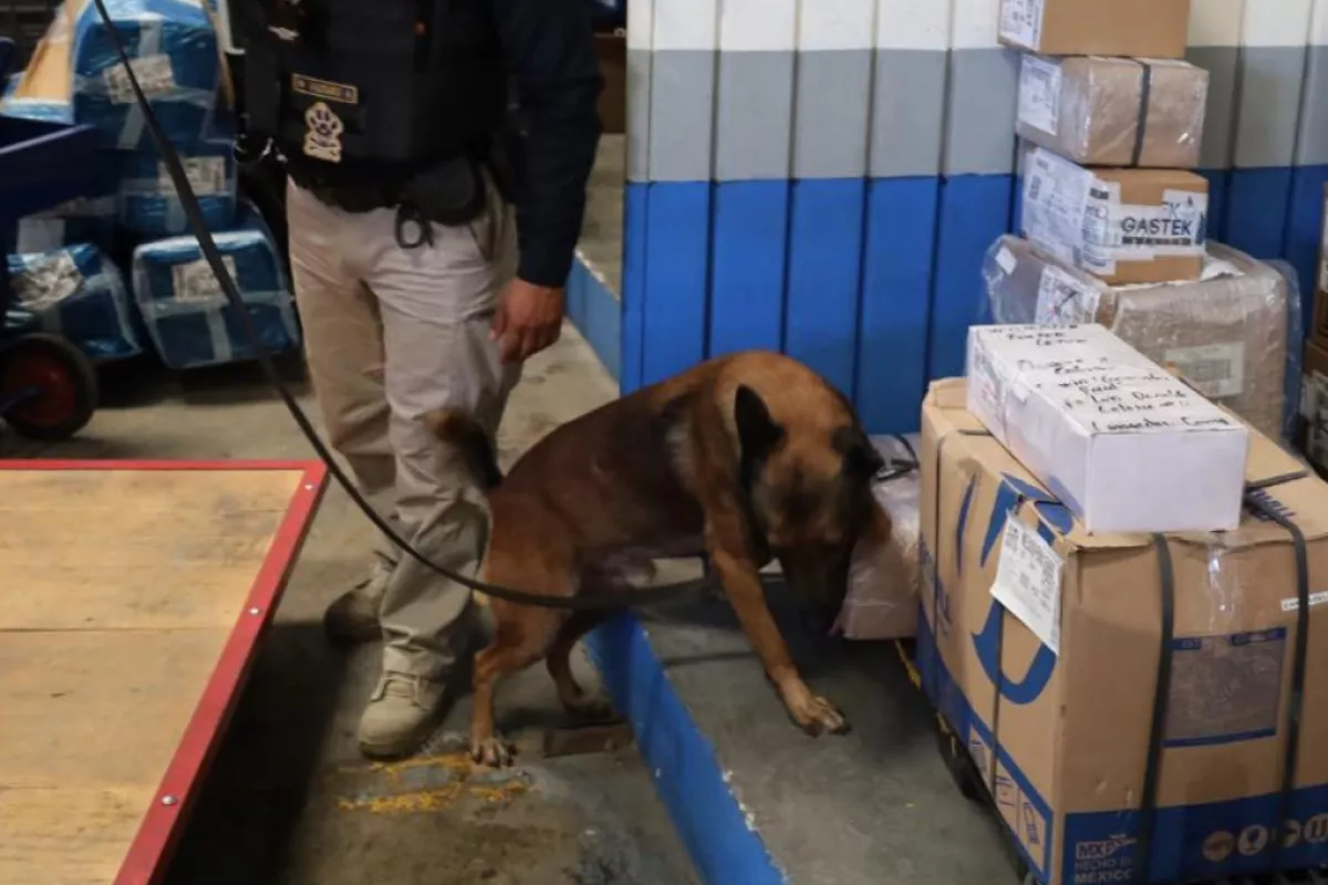 Detección de drogas en paquetería en Campeche