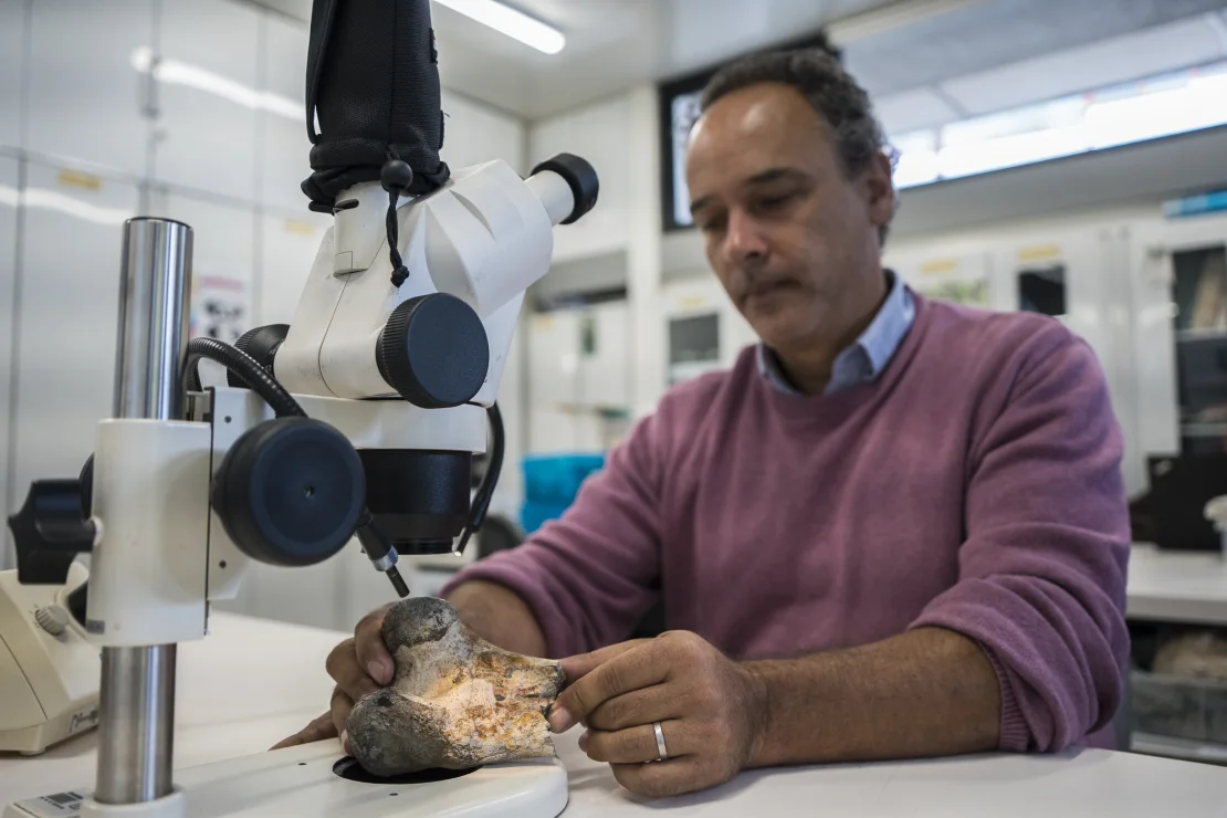Descubren en Colombia fósil de ‘Ave del Terror’, un antiguo depredador prehistórico