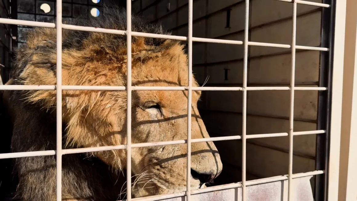 Trasladan más de 700 animales exóticos de Sinaloa a Mazatlán por inseguridad