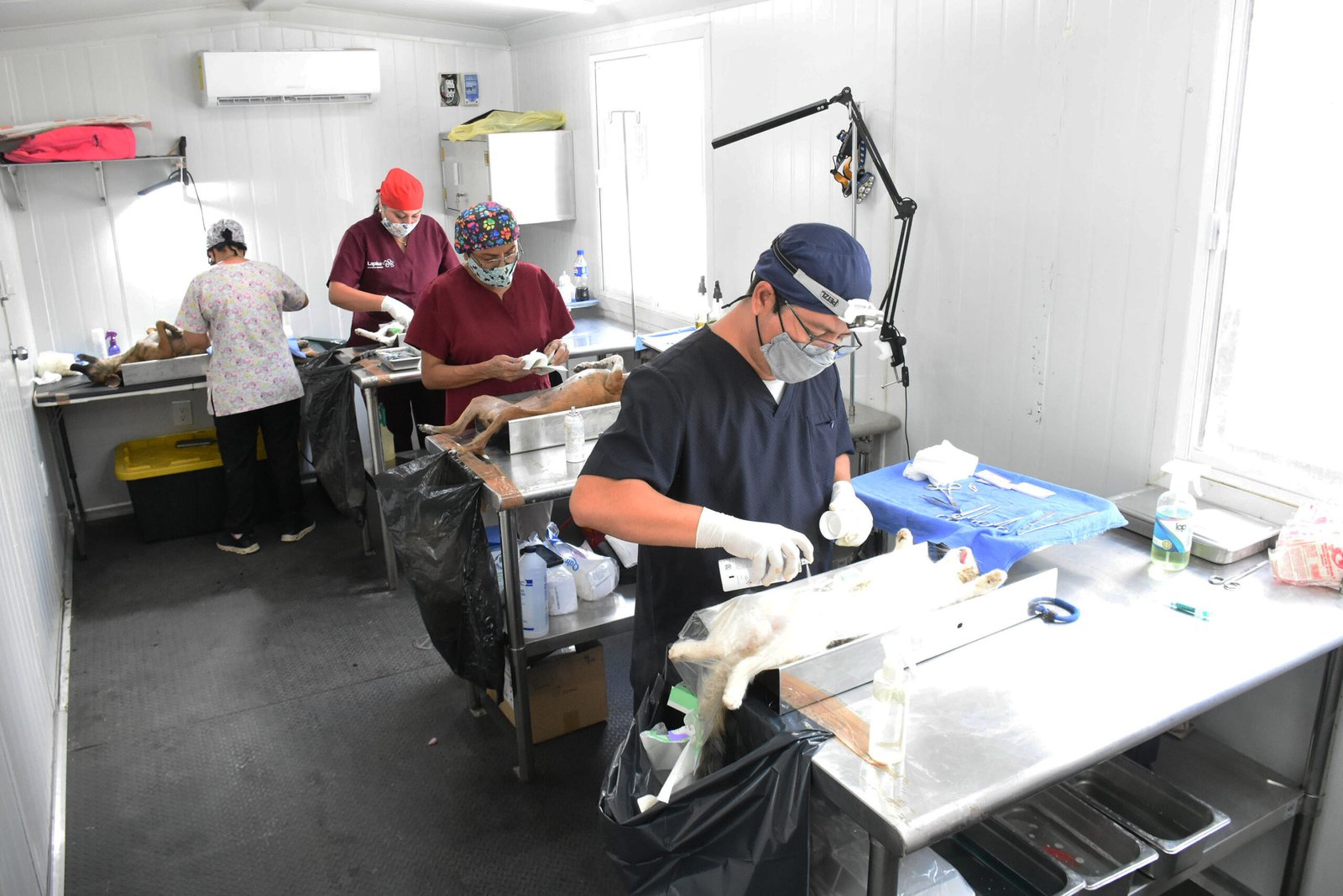 Inicia en Hoctún la Jornada de Esterilización y Vacunación Antirrábica