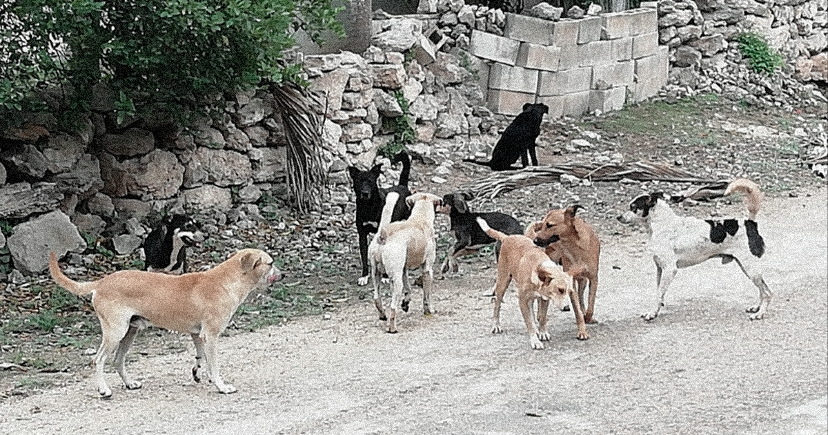 Campaña de Esterilización para Perros Callejeros en Mérida: Una Iniciativa Imprescindible para el Bienestar Animal