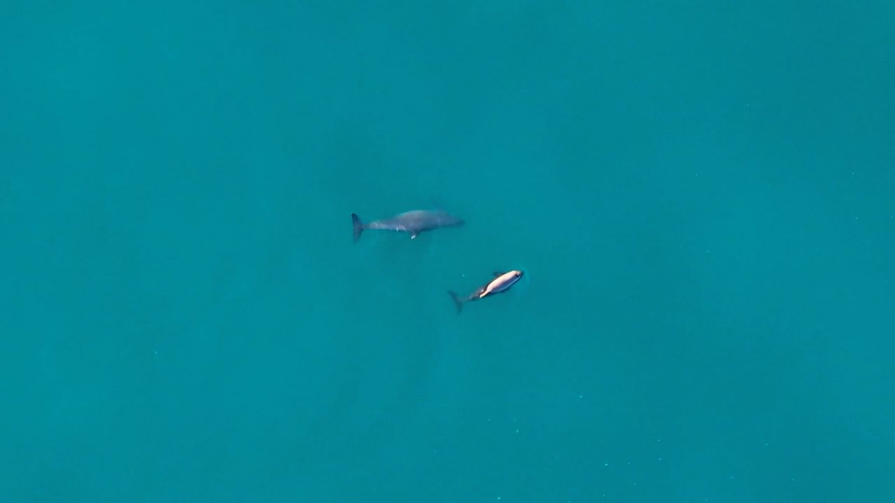Entre siete y diez ejemplares: la historia de supervivencia de la vaquita marina en México