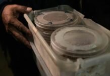 En marcha brigadas del Plan Piloto para la Supresión del Gusano Barrenador del Ganado en Yucatán