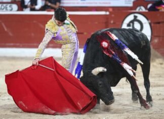 Cornada y triunfo de Diego Silveti en Mérida durante la tradicional Corrida Blanca