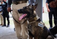 Yucatán integra nuevos binomios caninos para detección de explosivos