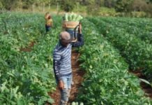 Caminos Renacimiento impulsa la movilidad productiva en Tizimín