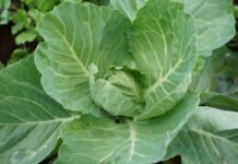 Siembran esperanza y cosechan bienestar para sus familias y el campo yucateco