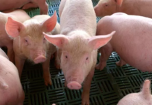 Porcicultores de Yucatán alzan la voz: piden justicia y fin a la estigmatización