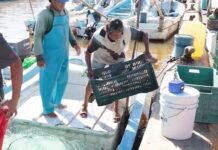 Concluye la pesca del mero e inicia la veda 2026 en Yucatán