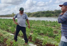 Productores de Yucatán enfrentan panorama crítico por falta de lluvias y encarecimiento