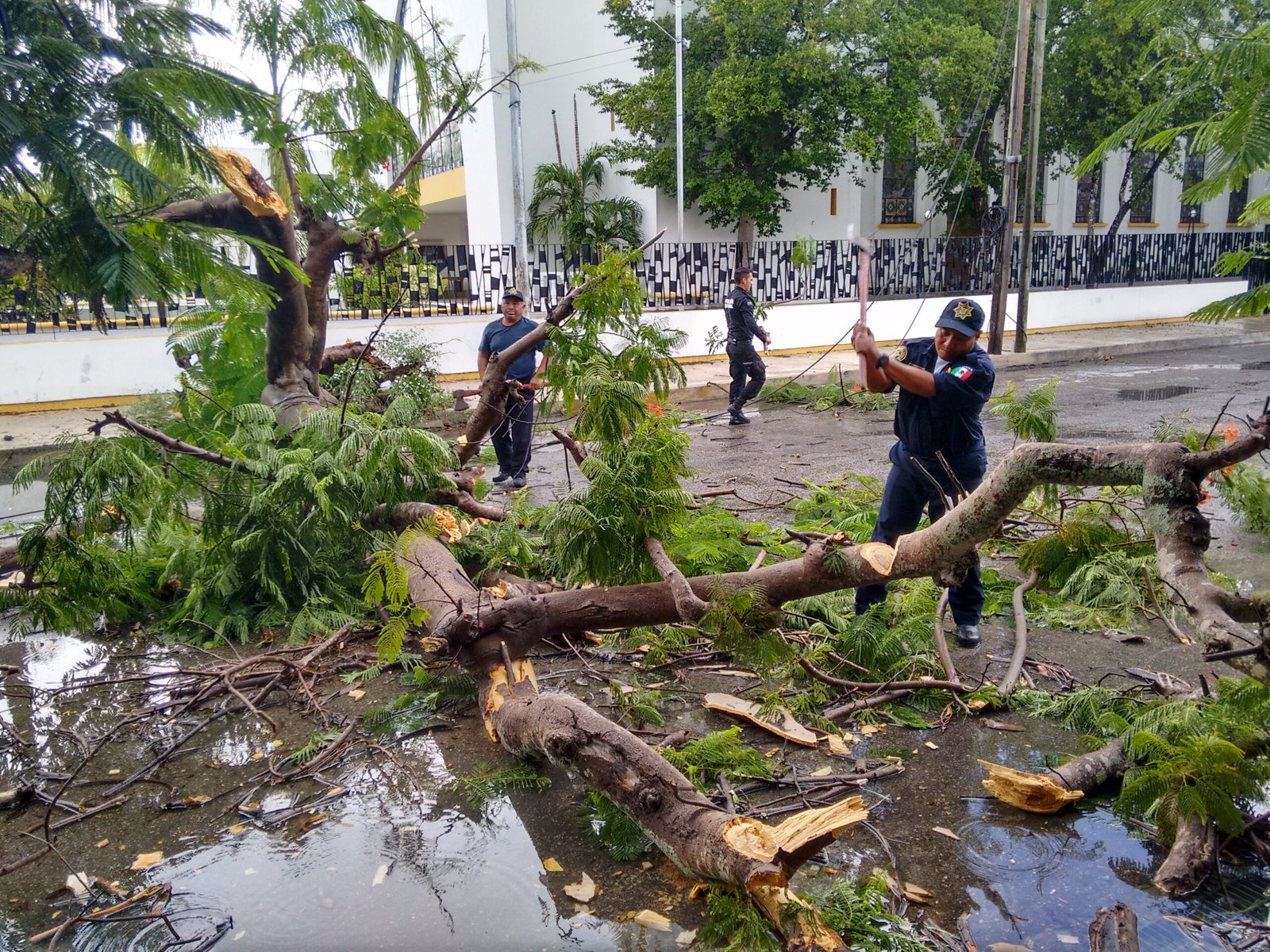 Turbonada derriba flamboyán en la García Ginerés