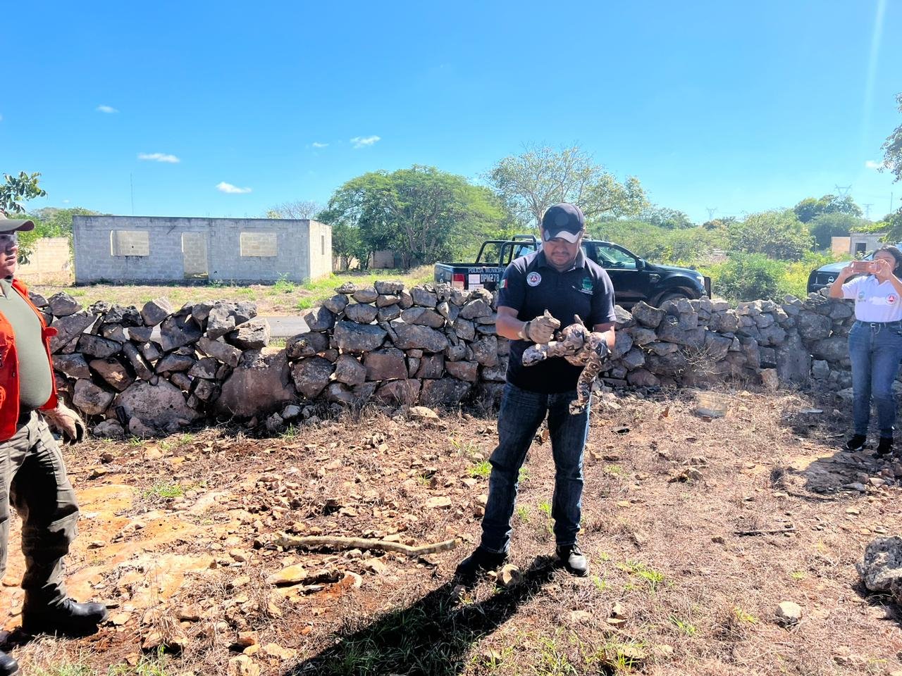 Personal de Protección Civil captura boa en un domicilio