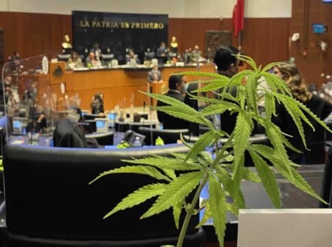 Legalización de la marihuana en México
