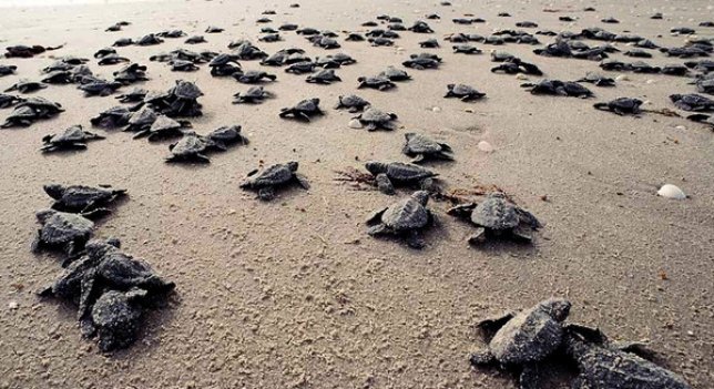 La liberación de tortugas