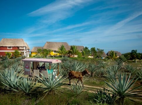 Más allá del henequén