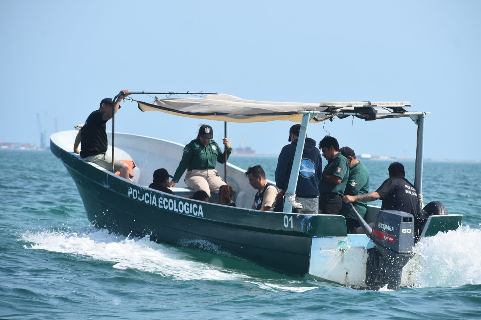 Atienden y liberan con éxito delfín que recaló anoche en Progreso