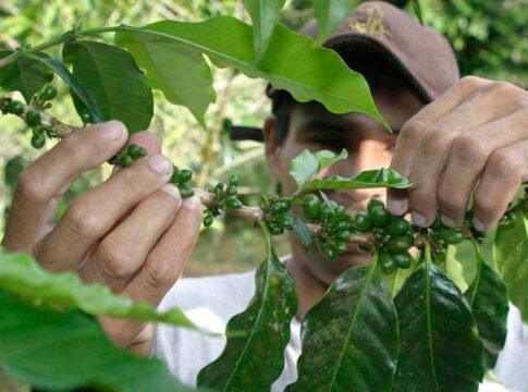 Promesa y producción  de café en nuestro país