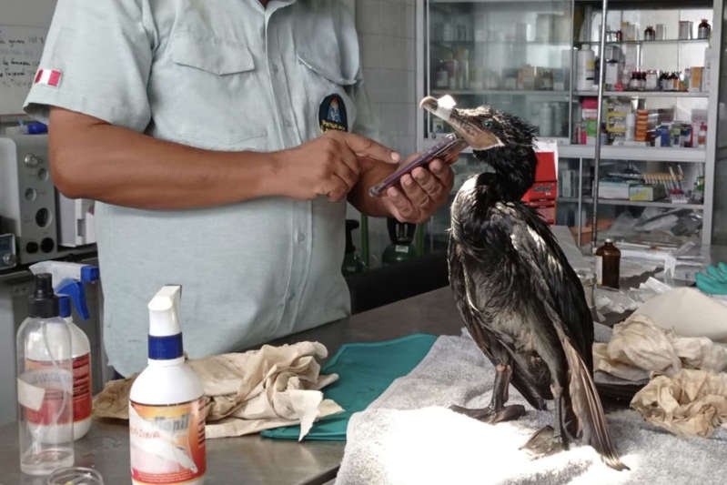 Zoológico rescata a más de 40 aves marinas tras derrame petrolero en Perú