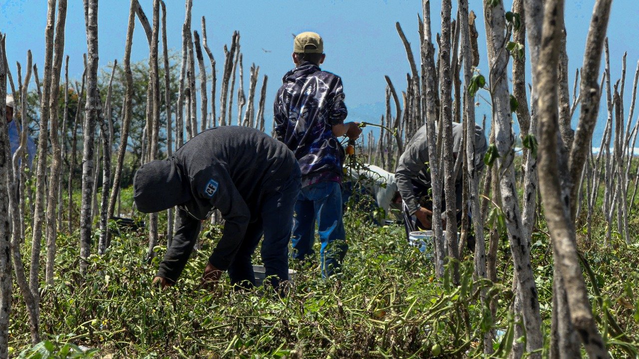 Manipulan CONACYT y procuraduría agraria encuesta piloto sobre el glifosato