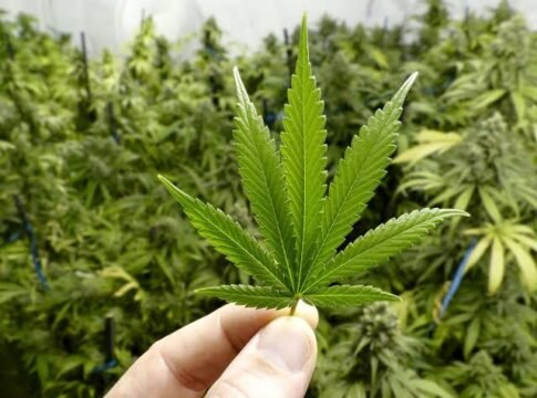 La propuesta de Diputados para regular la Cannabis