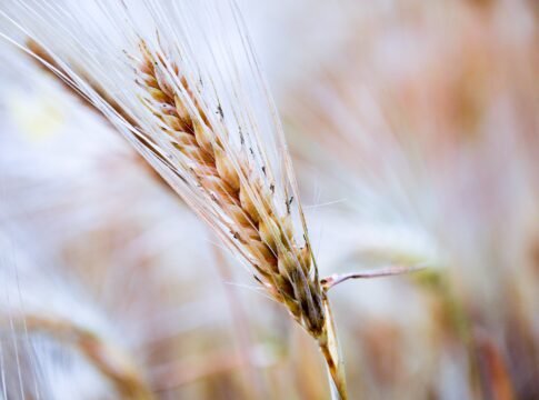 ¿De qué se trata la vida? III - La respuesta.