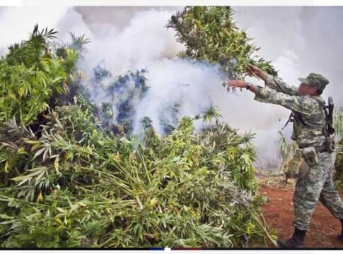 La Guerra contra las Drogas: 52 años de fracasos y más de lo mismo