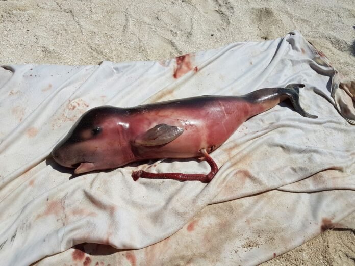 a64bf53beec300b5d4c110af3027f0af