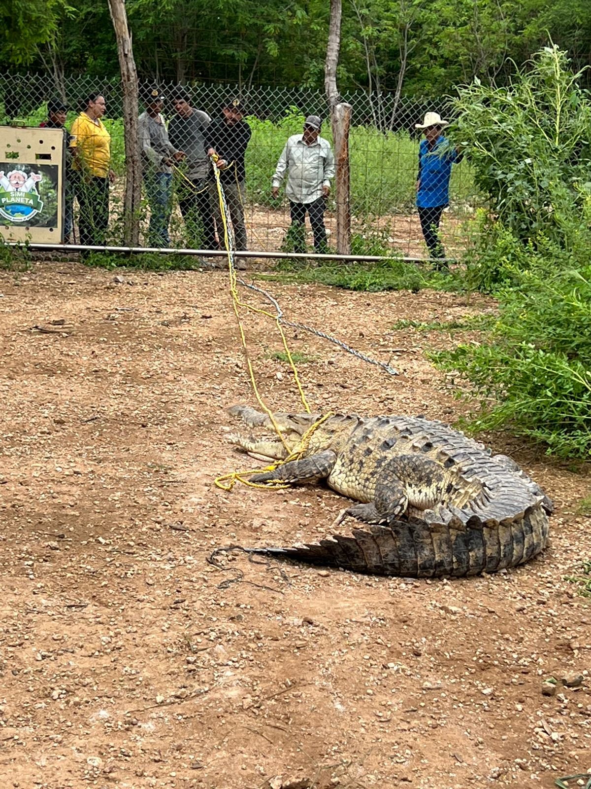 Trasladan gran reptil a la Reserva Ecológica Ostok, deambulaba en zona habitacional