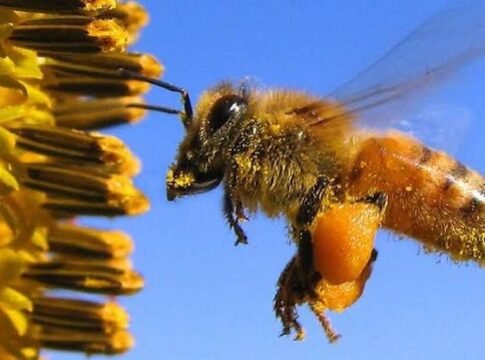 La disminución de los polinizadores afecta la producción de alimentos