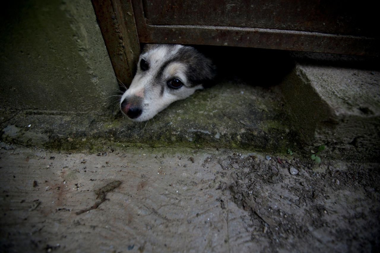 Crisis económica alcanza a mascotas en Venezuela