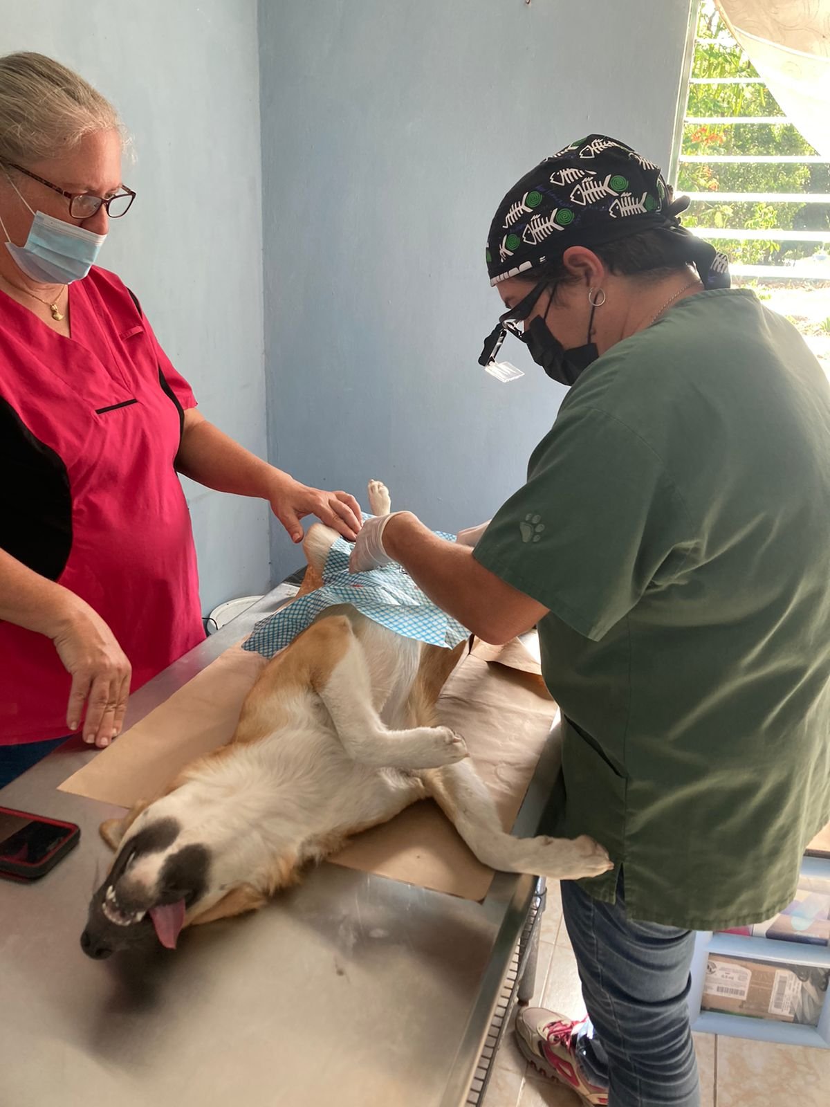La Subdirección de Ecología realiza esterilizaciones y fumigación durante este fin de semana