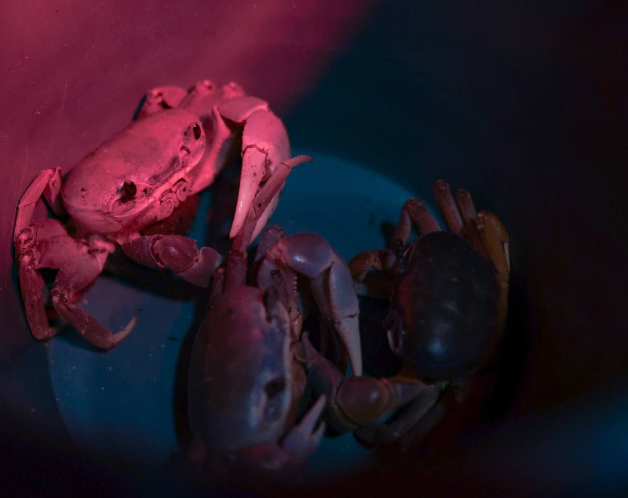 Inicia en Cancún Campaña de Protección al Cangrejo Azul