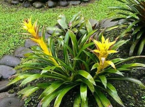 Epífitas y Parasitas