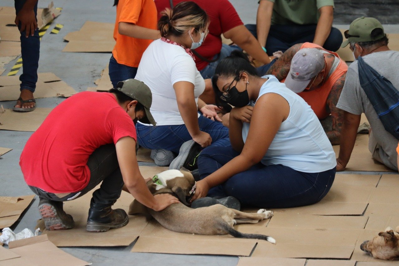 Excelente respuesta a la segunda Jornada de Esterilización canina y felina en Progreso